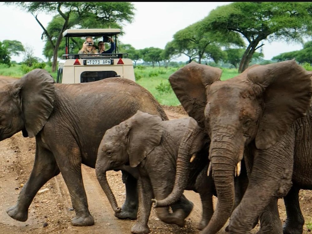 A family of elephants crosses a safari track in Tanzania as travelers photograph them from a safari vehicle