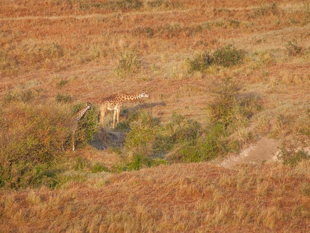 Two giraffes grazing at golden hour on the savanna of the Masai Mara, Kenya